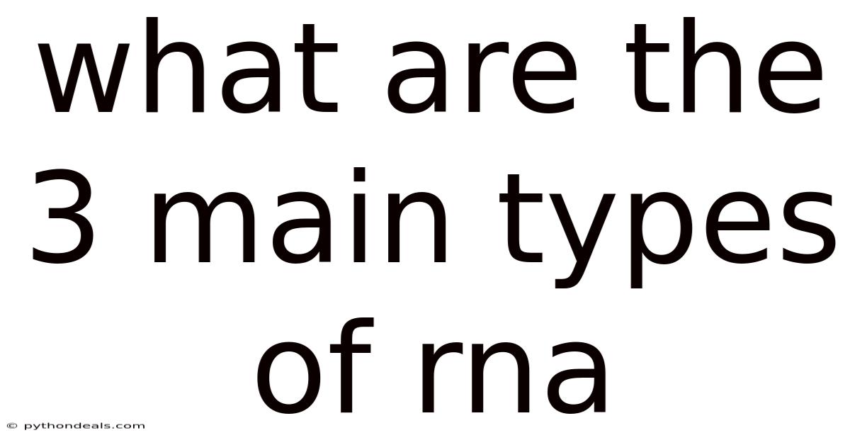 What Are The 3 Main Types Of Rna