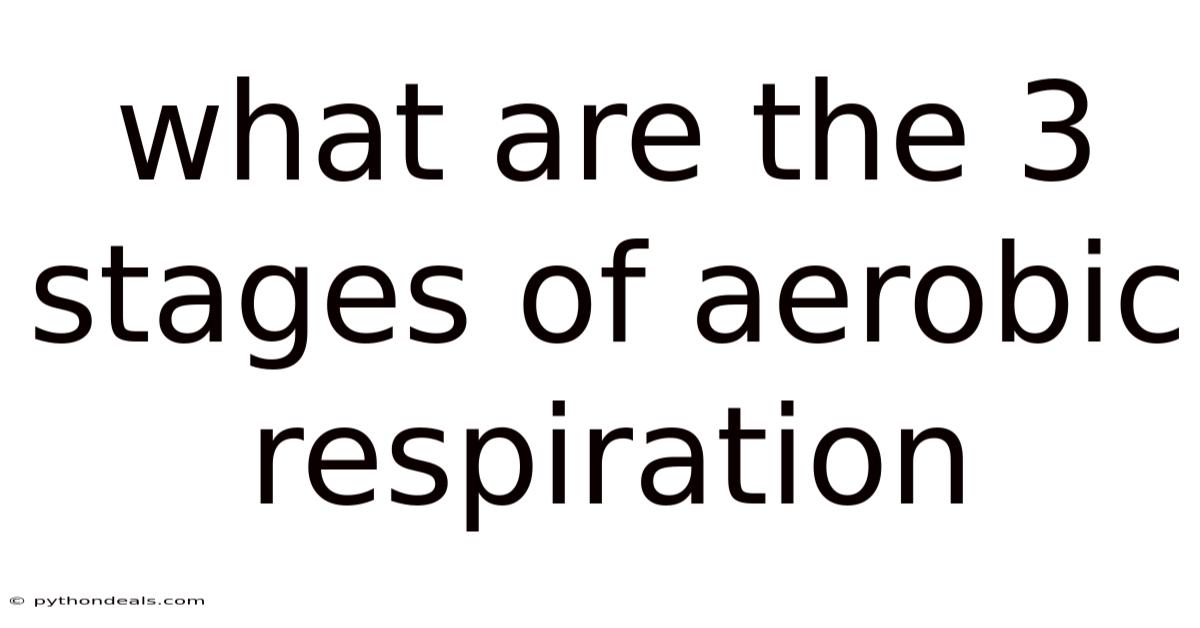 What Are The 3 Stages Of Aerobic Respiration