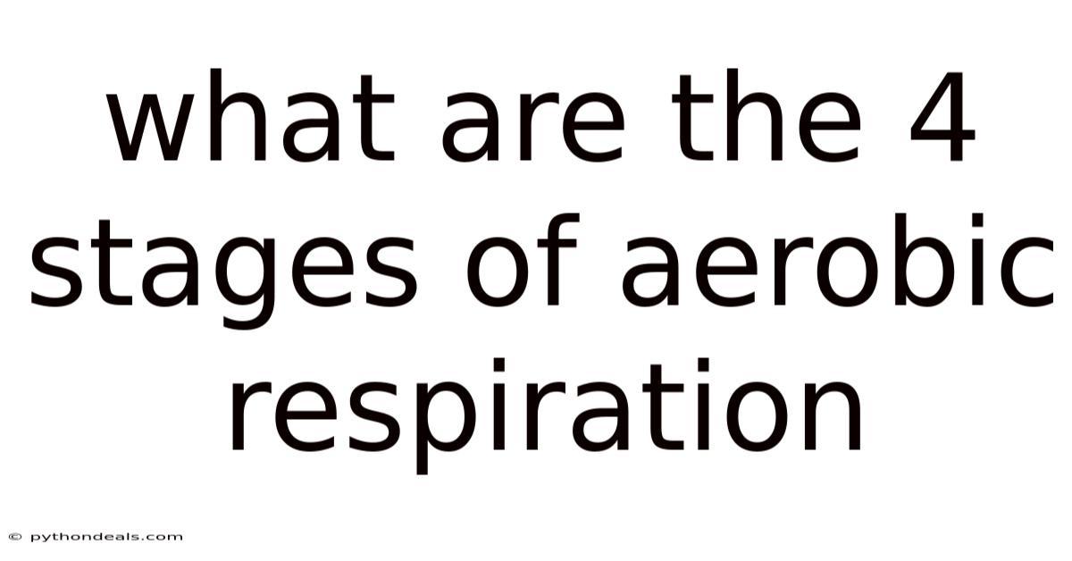 What Are The 4 Stages Of Aerobic Respiration
