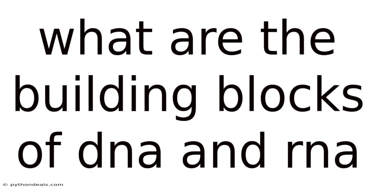 What Are The Building Blocks Of Dna And Rna