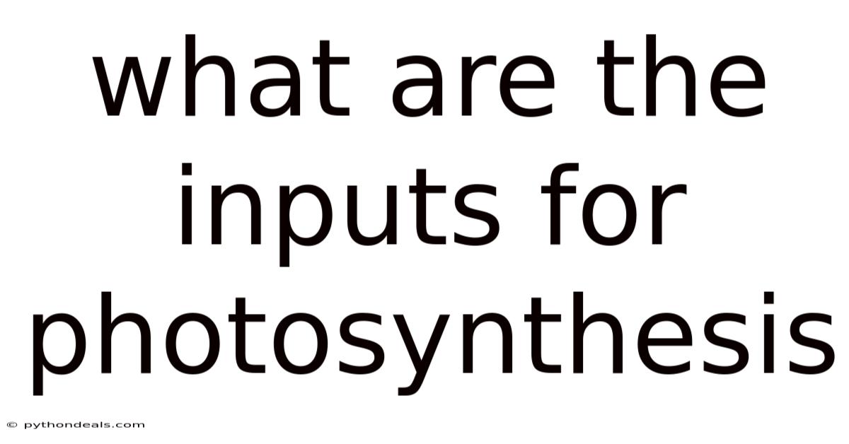 What Are The Inputs For Photosynthesis