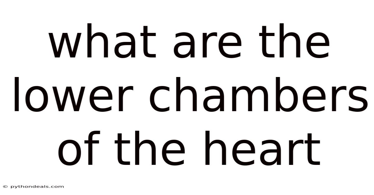 What Are The Lower Chambers Of The Heart