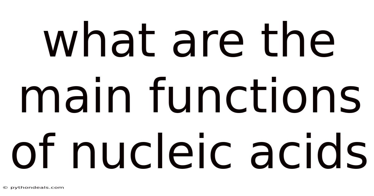 What Are The Main Functions Of Nucleic Acids