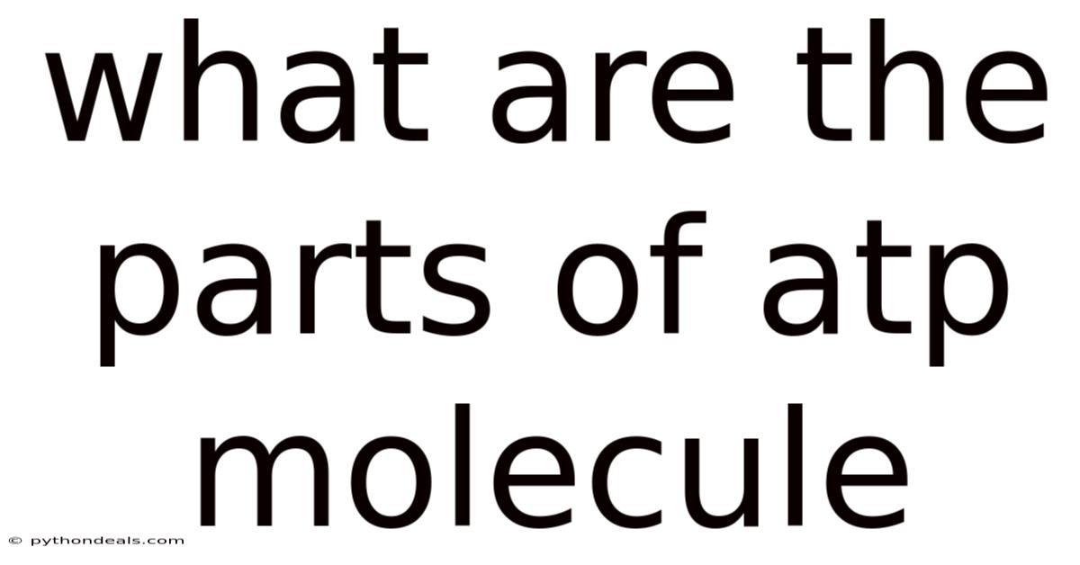 What Are The Parts Of Atp Molecule