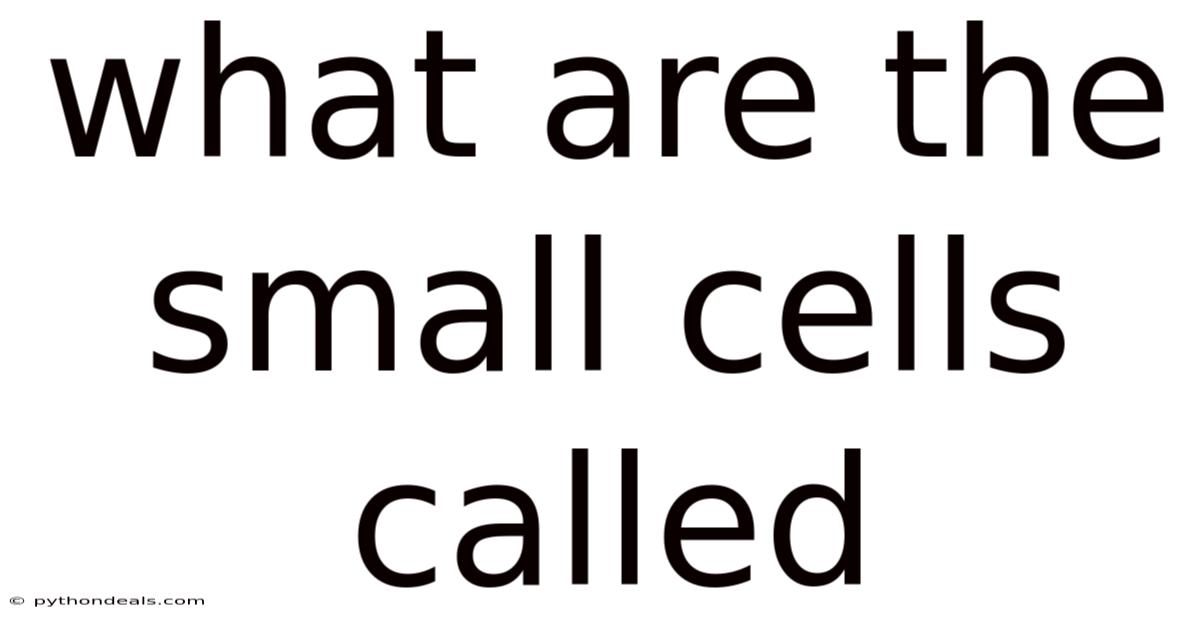 What Are The Small Cells Called