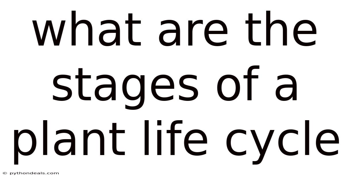 What Are The Stages Of A Plant Life Cycle