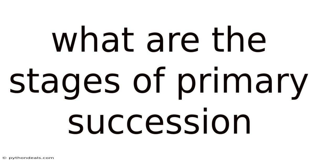 What Are The Stages Of Primary Succession