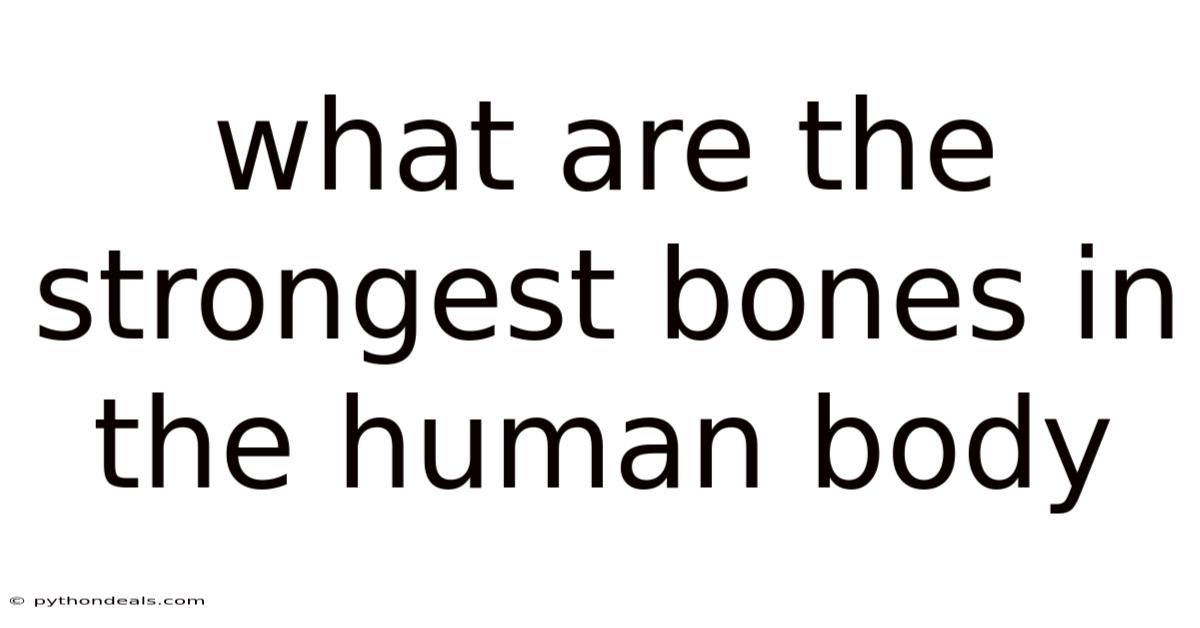 What Are The Strongest Bones In The Human Body