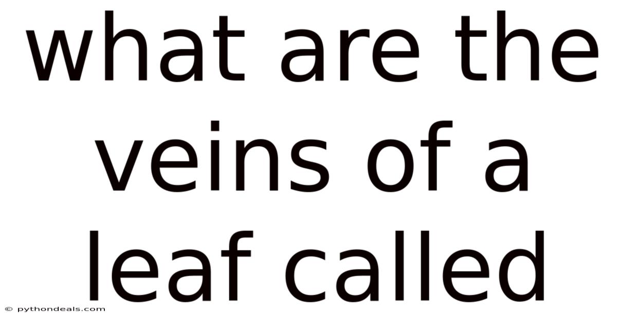 What Are The Veins Of A Leaf Called