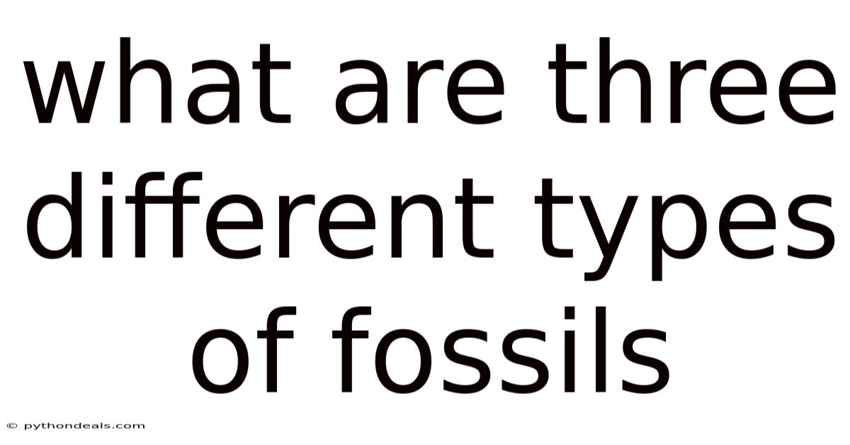 What Are Three Different Types Of Fossils