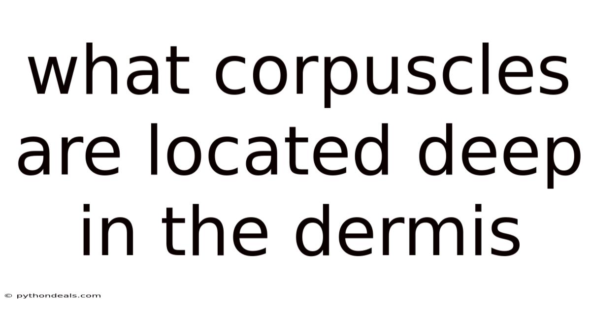 What Corpuscles Are Located Deep In The Dermis