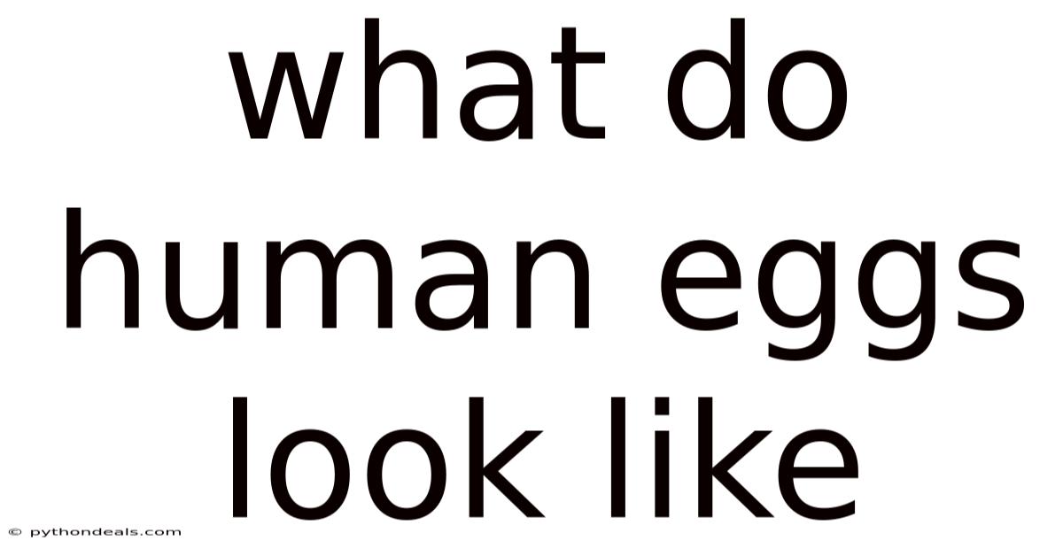 What Do Human Eggs Look Like
