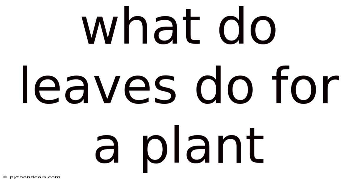What Do Leaves Do For A Plant