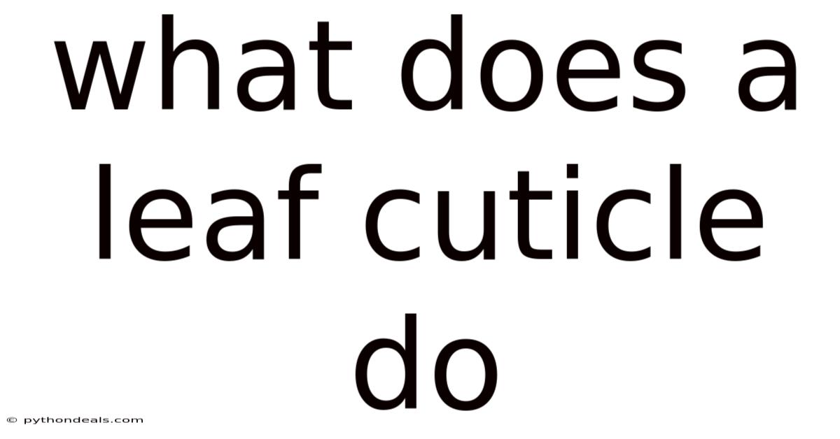 What Does A Leaf Cuticle Do