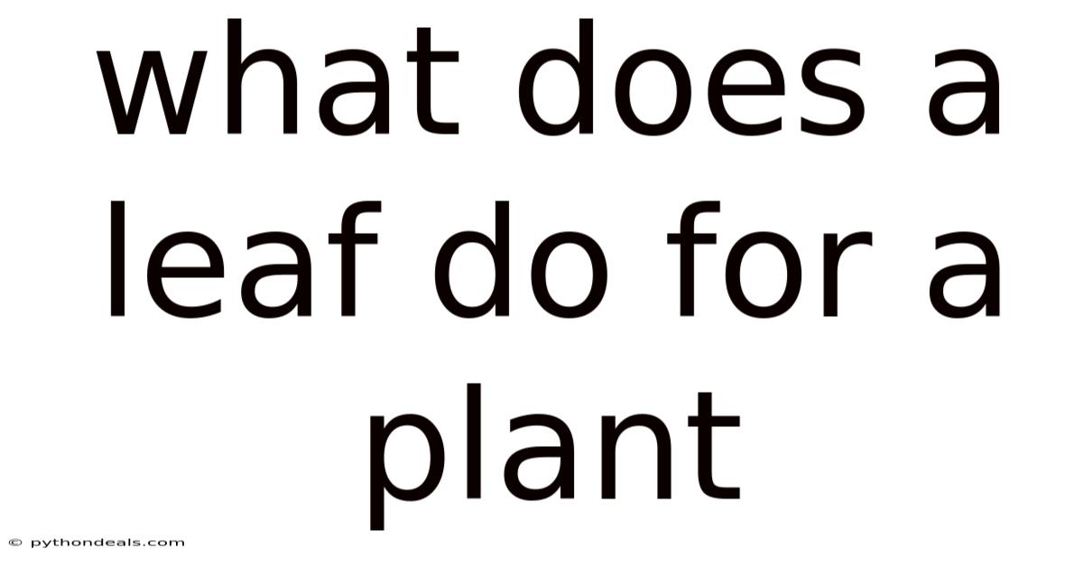 What Does A Leaf Do For A Plant