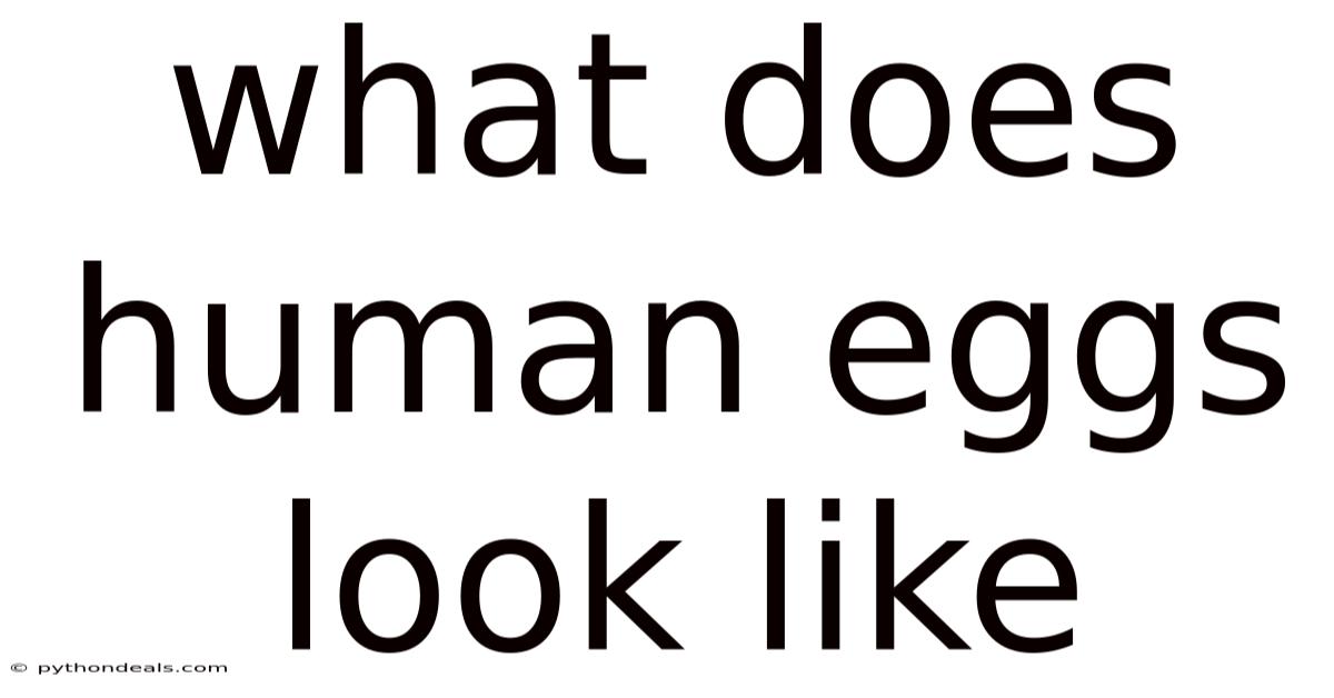 What Does Human Eggs Look Like