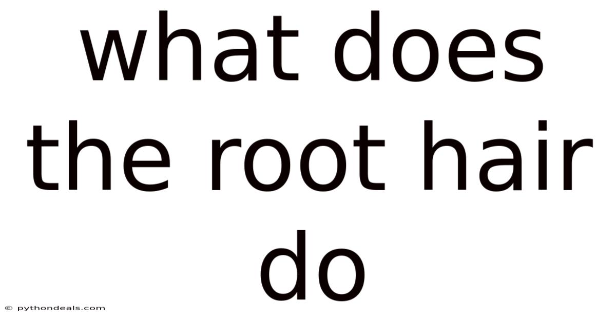 What Does The Root Hair Do