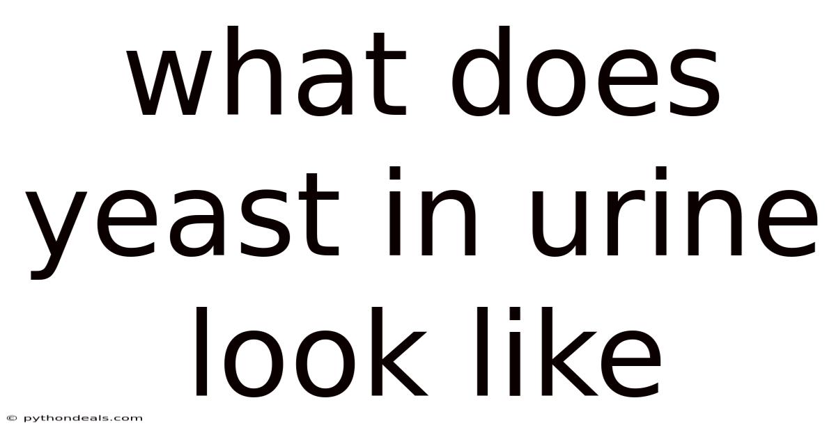 What Does Yeast In Urine Look Like