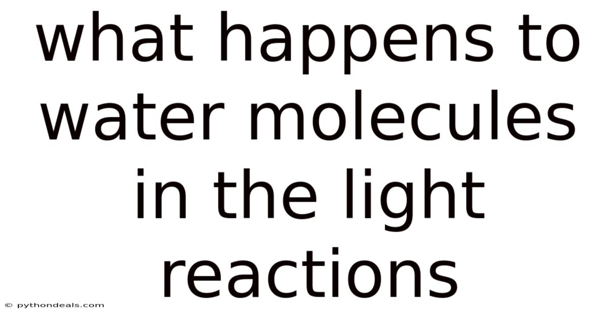 What Happens To Water Molecules In The Light Reactions