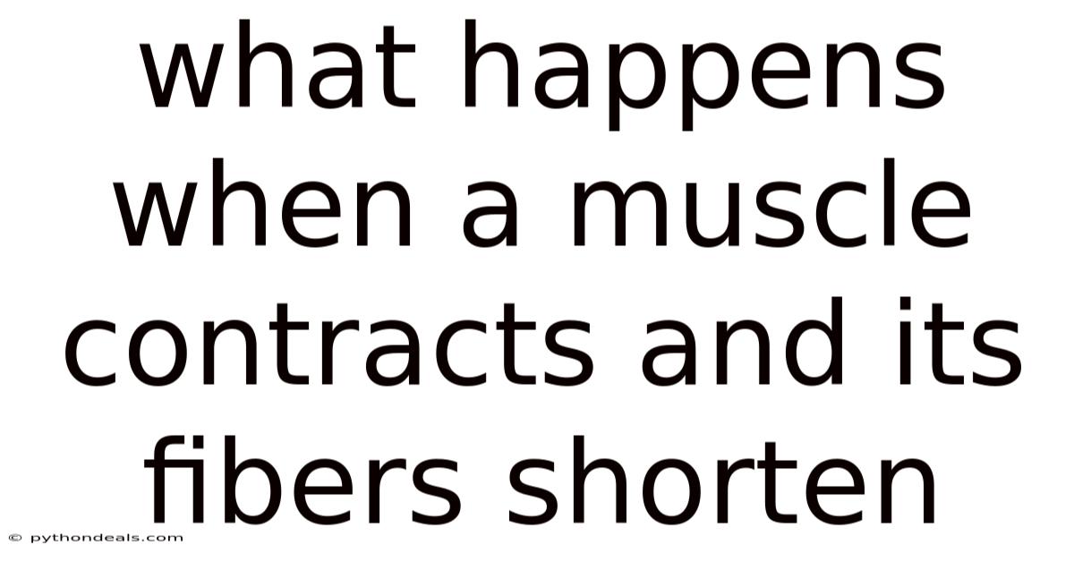What Happens When A Muscle Contracts And Its Fibers Shorten