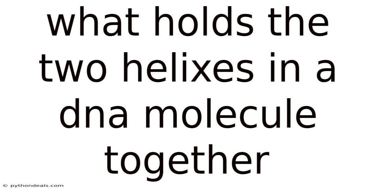 What Holds The Two Helixes In A Dna Molecule Together