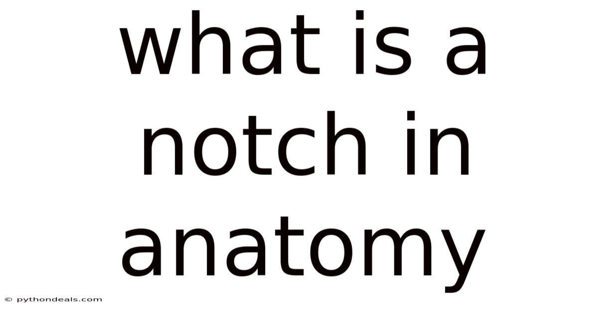 What Is A Notch In Anatomy