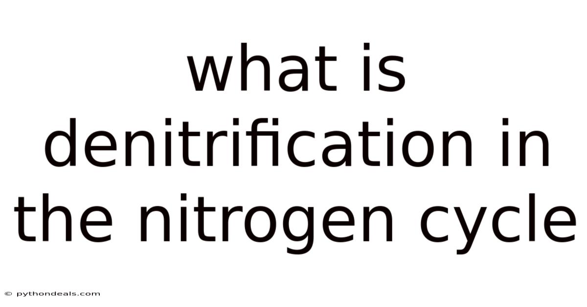 What Is Denitrification In The Nitrogen Cycle