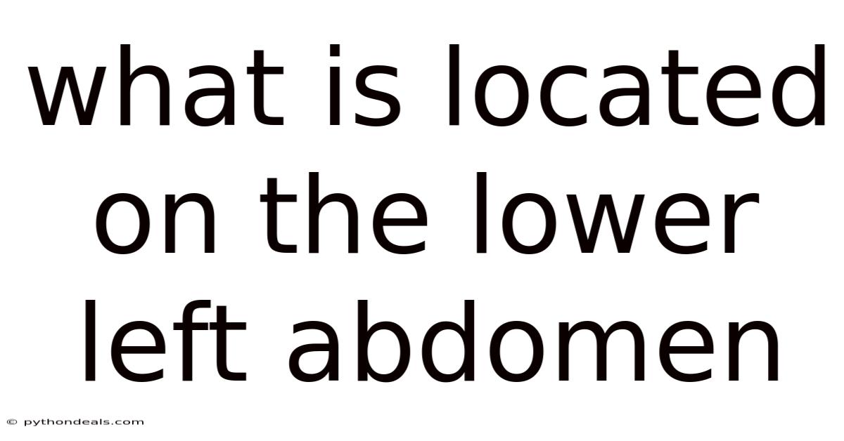 What Is Located On The Lower Left Abdomen