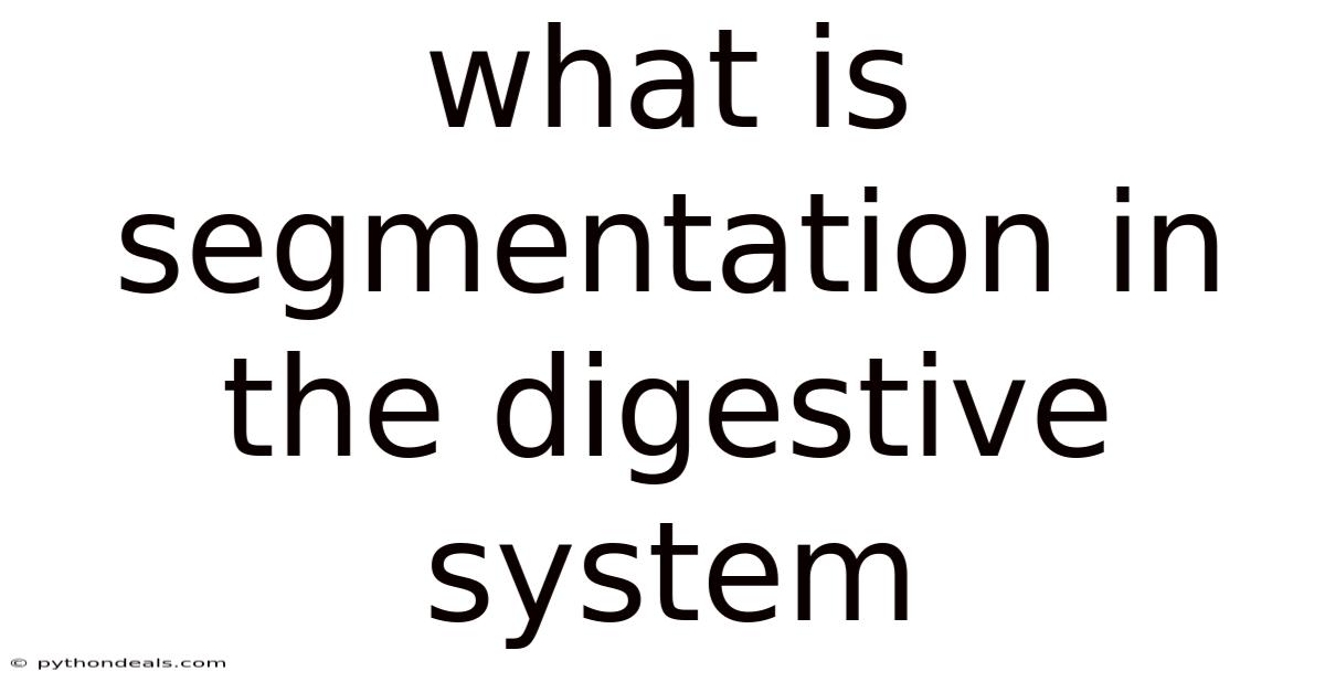 What Is Segmentation In The Digestive System