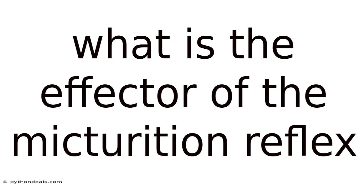 What Is The Effector Of The Micturition Reflex