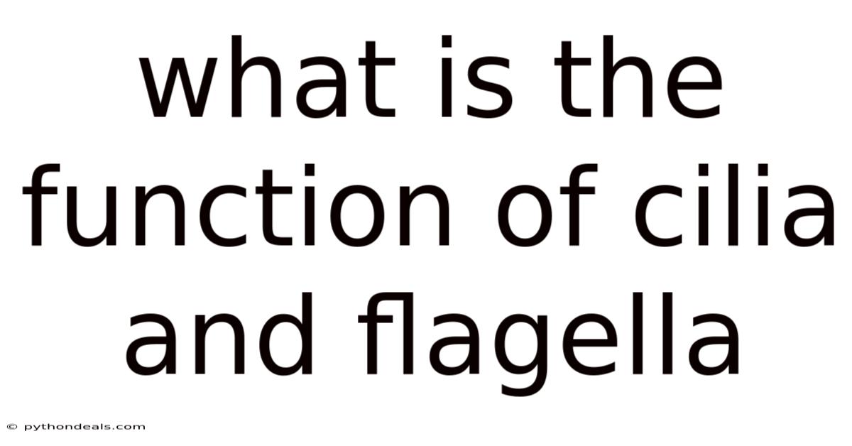 What Is The Function Of Cilia And Flagella