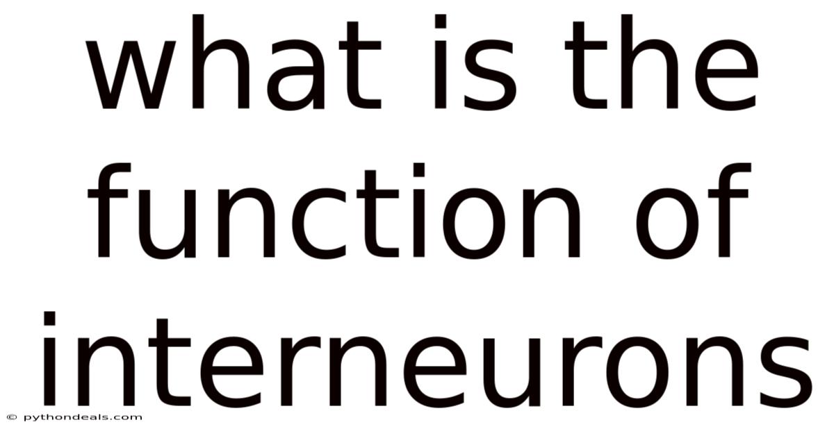What Is The Function Of Interneurons