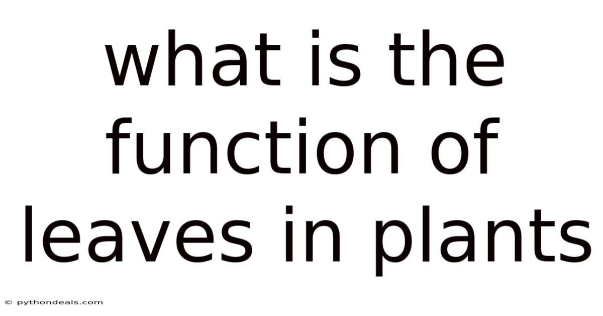 What Is The Function Of Leaves In Plants