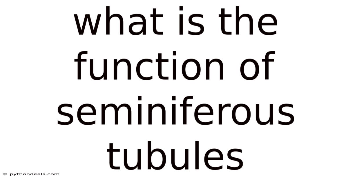 What Is The Function Of Seminiferous Tubules