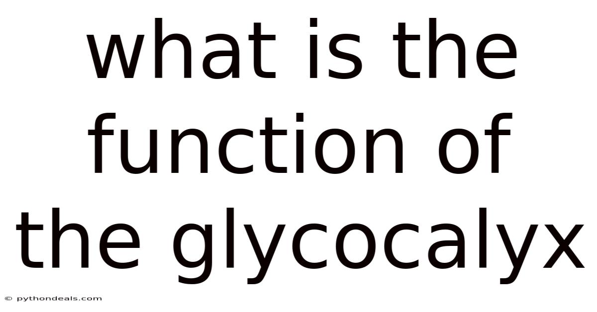 What Is The Function Of The Glycocalyx