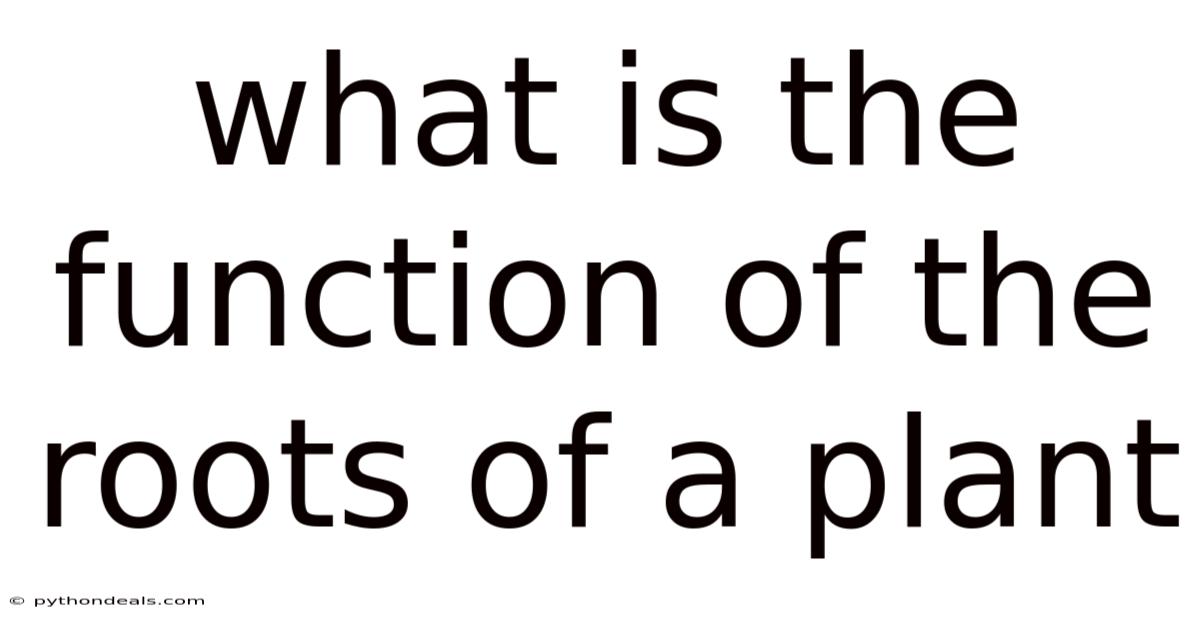 What Is The Function Of The Roots Of A Plant