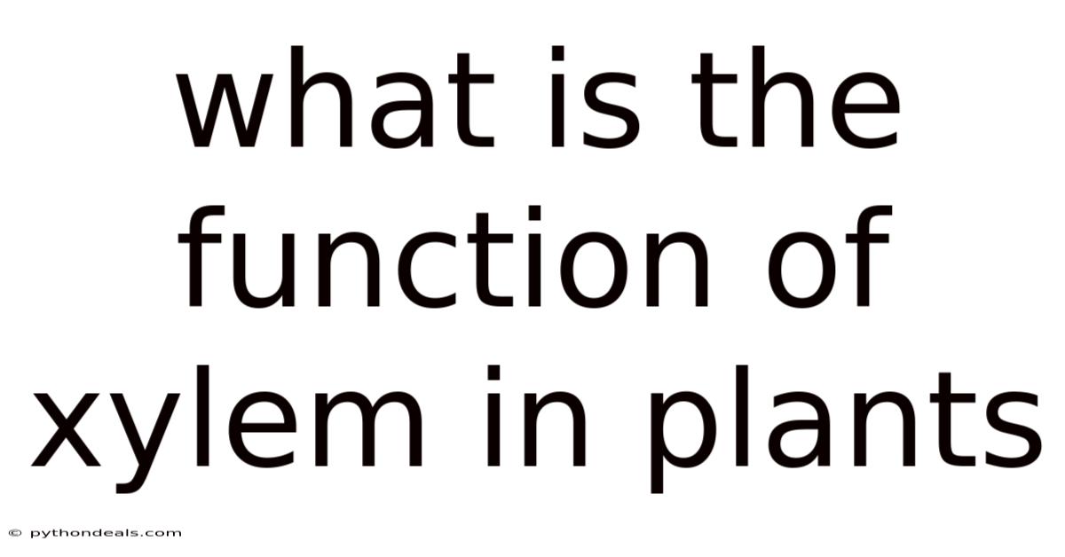 What Is The Function Of Xylem In Plants