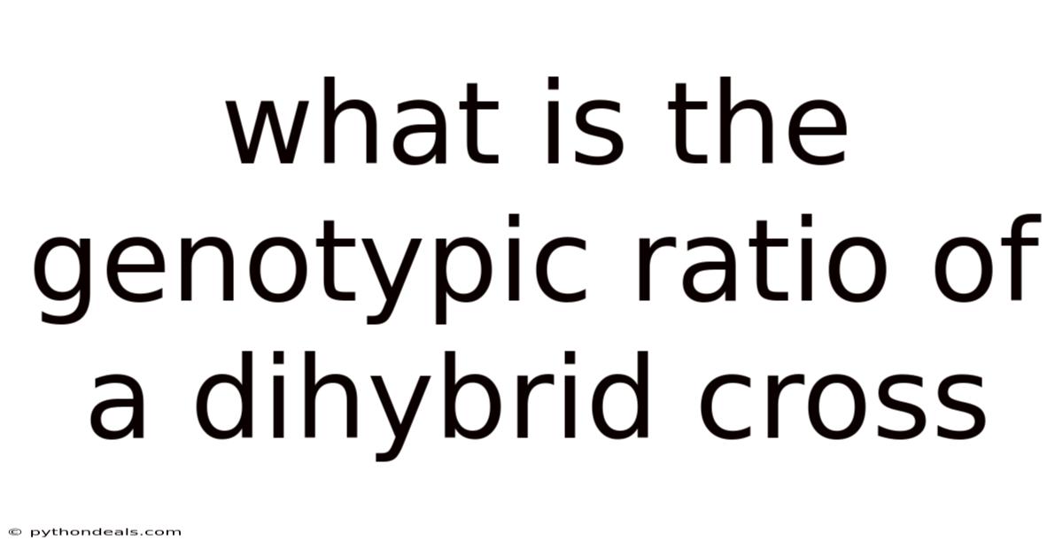 What Is The Genotypic Ratio Of A Dihybrid Cross
