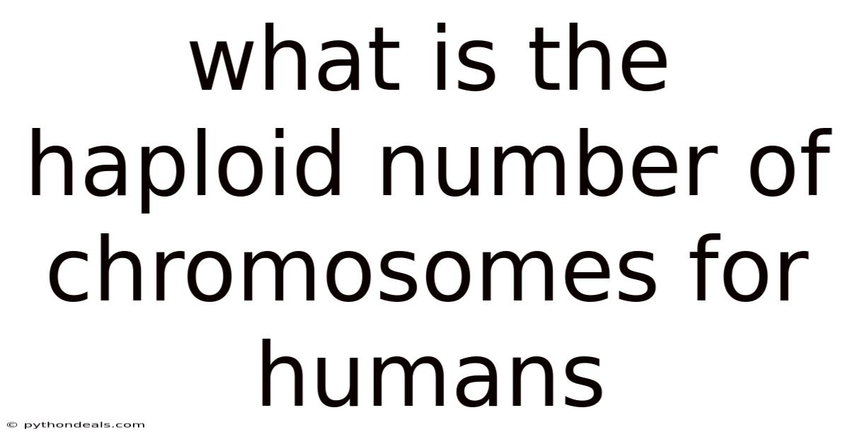 What Is The Haploid Number Of Chromosomes For Humans