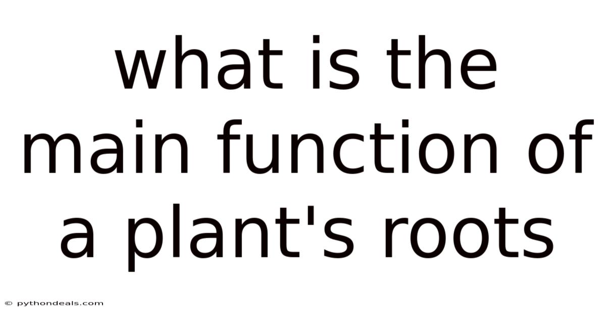 What Is The Main Function Of A Plant's Roots