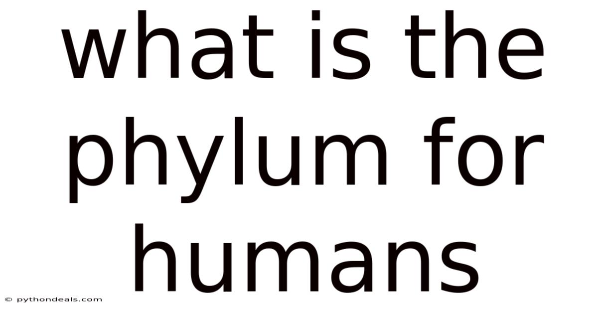 What Is The Phylum For Humans