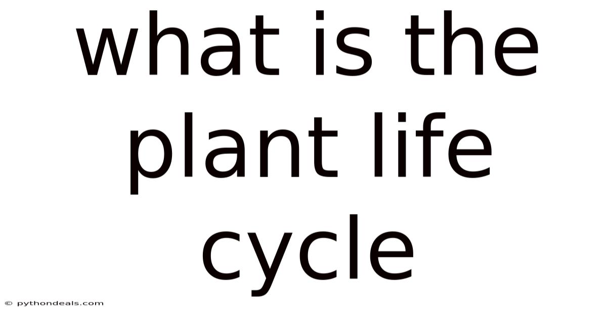 What Is The Plant Life Cycle