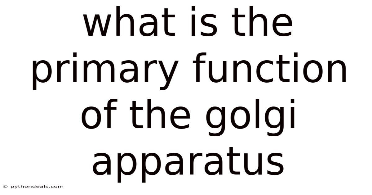 What Is The Primary Function Of The Golgi Apparatus