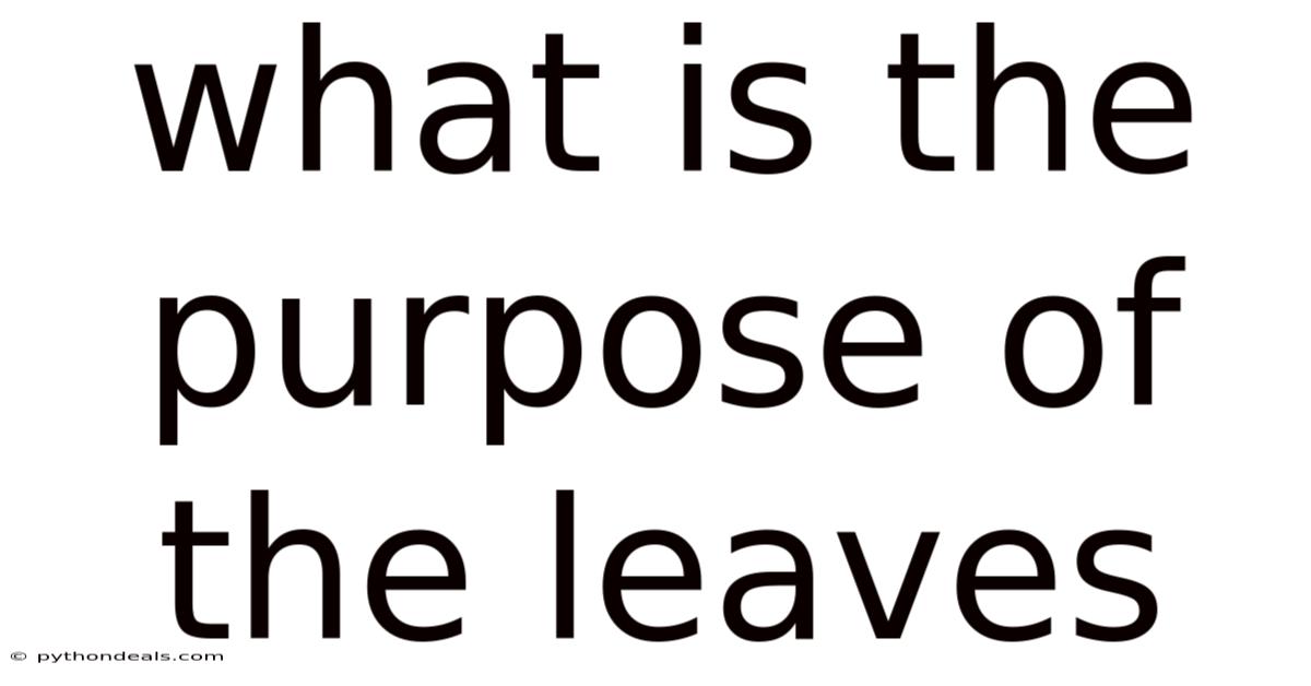 What Is The Purpose Of The Leaves