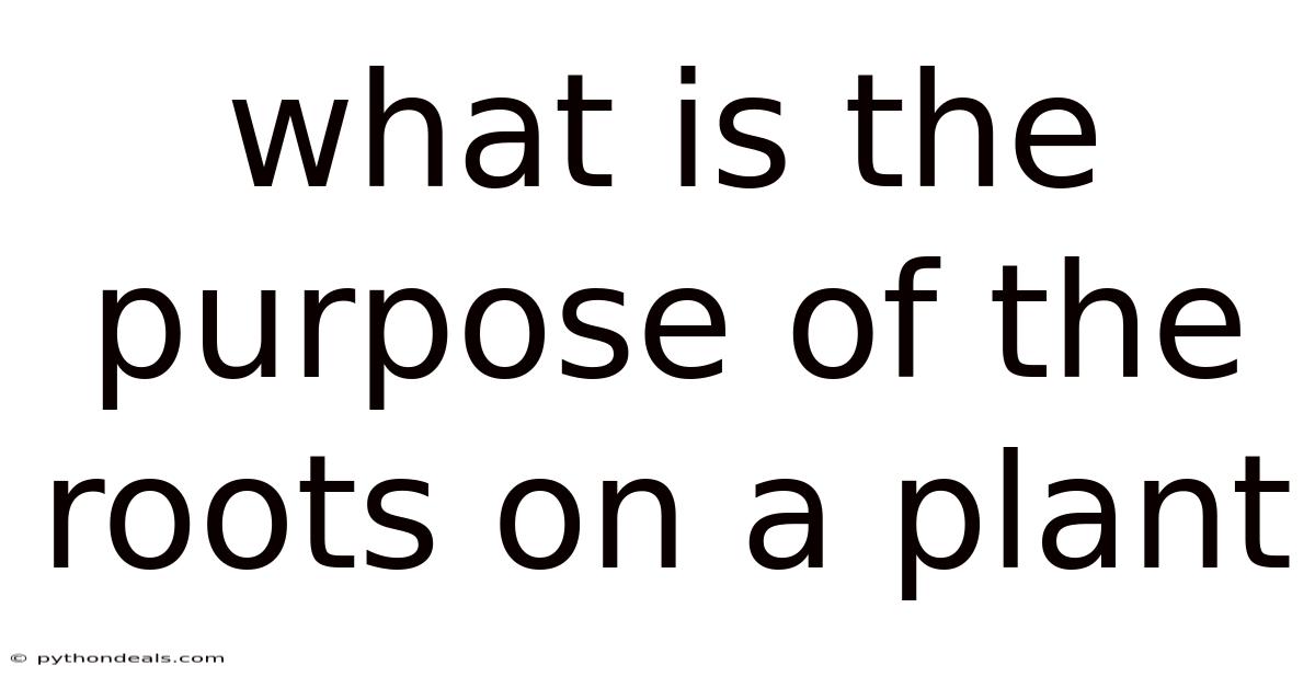 What Is The Purpose Of The Roots On A Plant