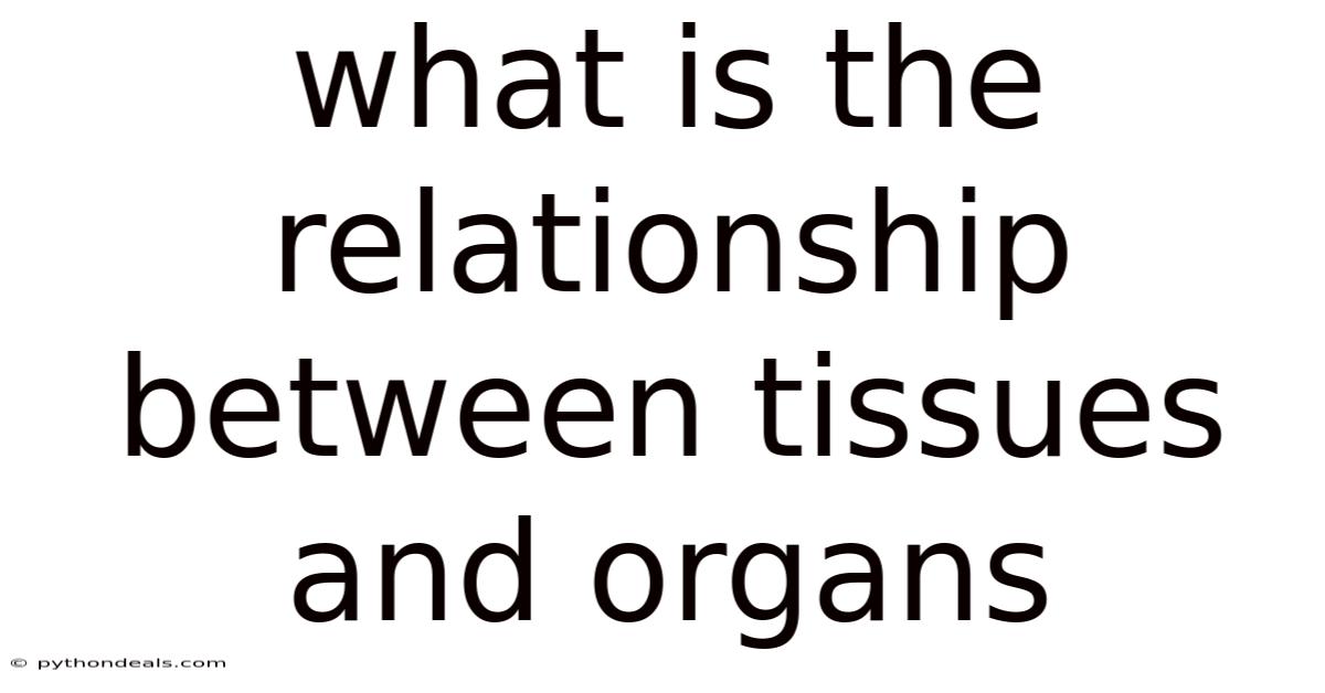 What Is The Relationship Between Tissues And Organs