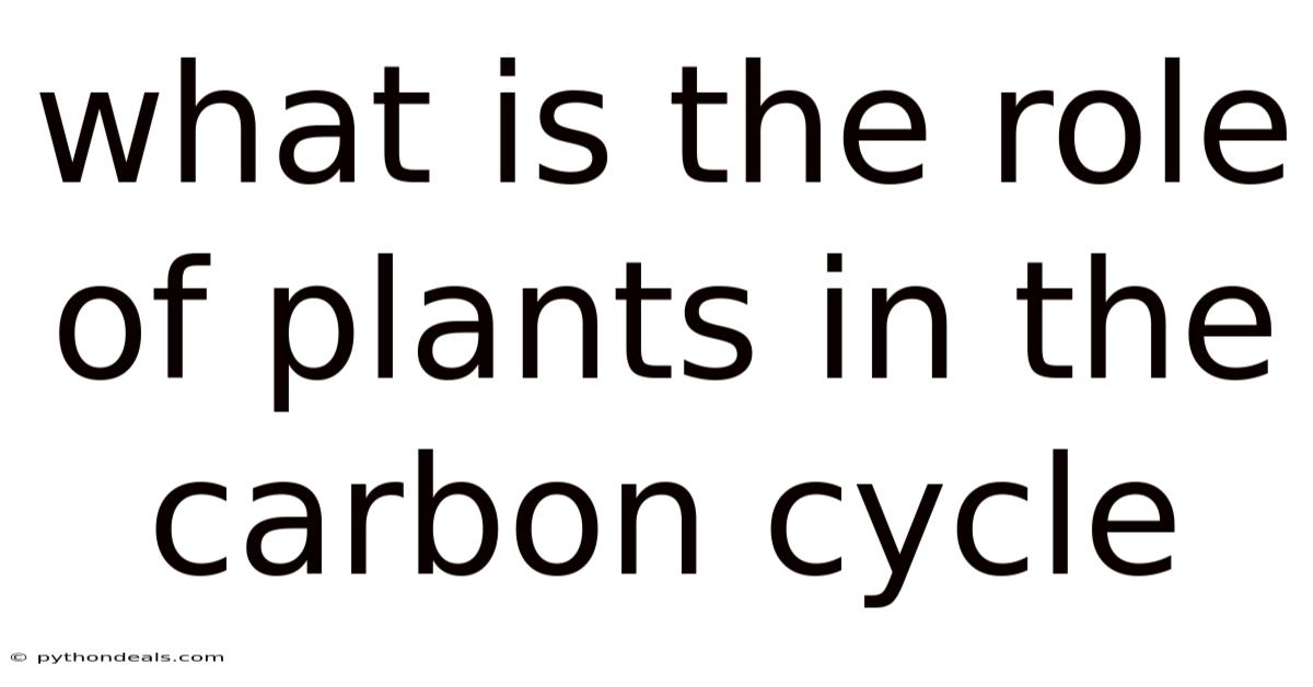 What Is The Role Of Plants In The Carbon Cycle