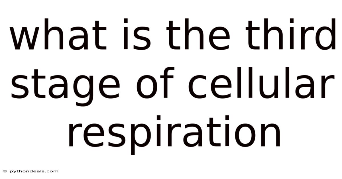 What Is The Third Stage Of Cellular Respiration