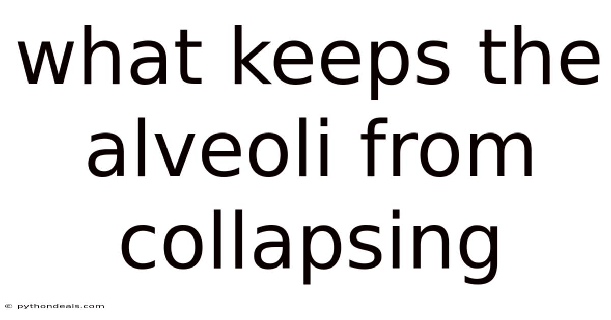 What Keeps The Alveoli From Collapsing