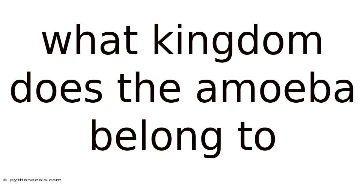 What Kingdom Does The Amoeba Belong To